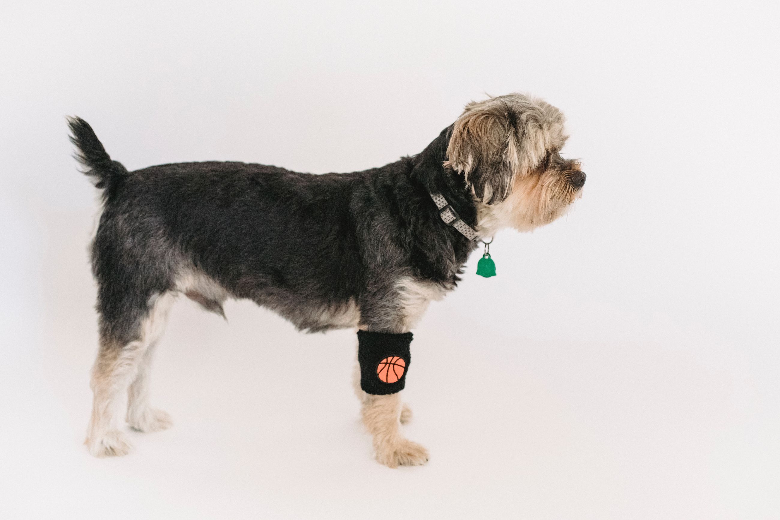 Custom Dog Knee Brace Keep Your Aging or Injured Pets Playful by